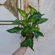 Dieffenbachia Compacta