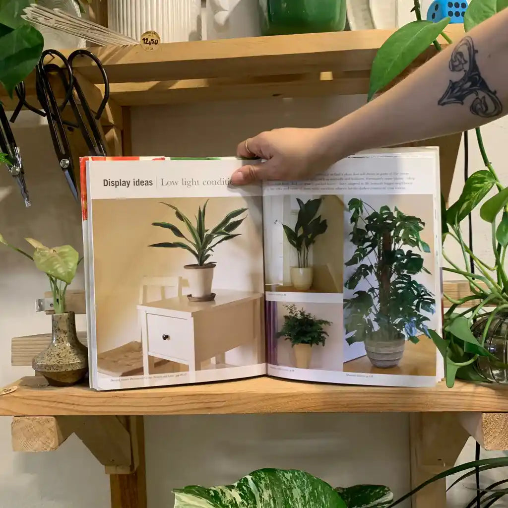 House Plants - Paul Williams