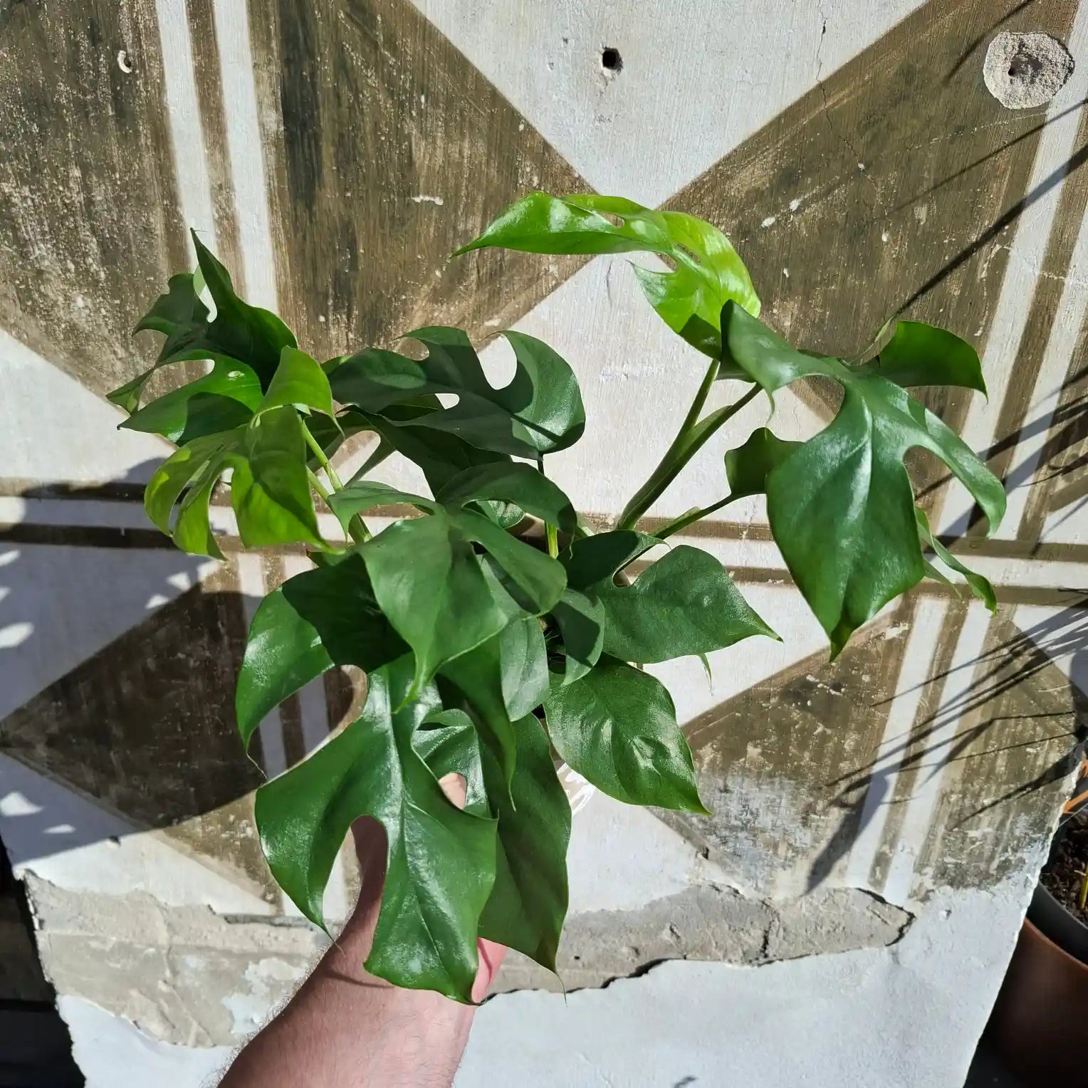 Rhaphidophora Tetrasperma