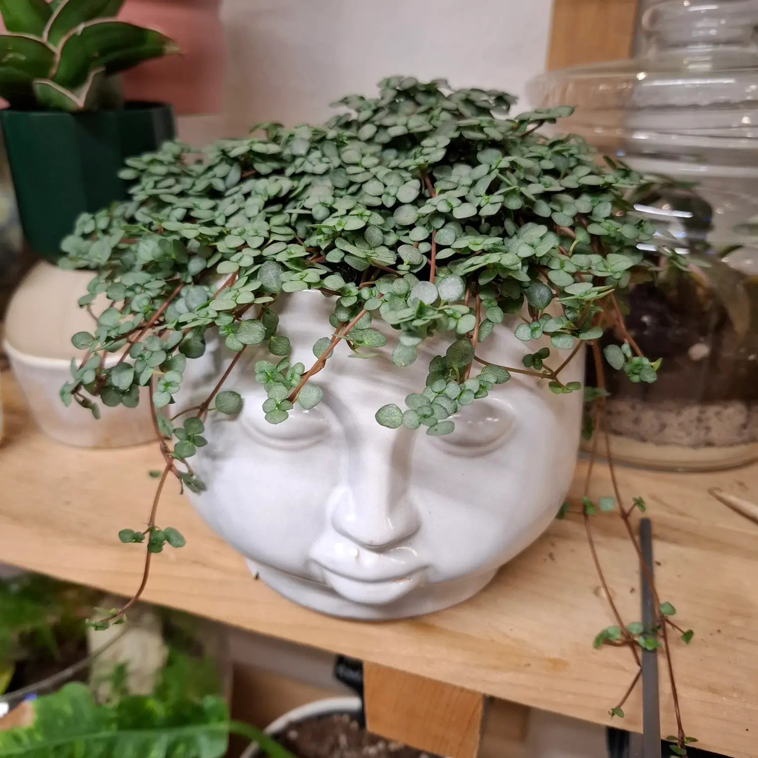 Pilea Glaucophylla Greyzy
