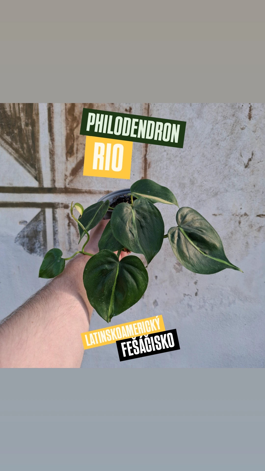 Philodendron Rio
