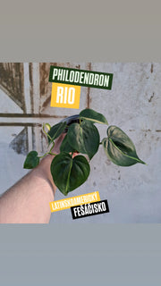 Philodendron Rio
