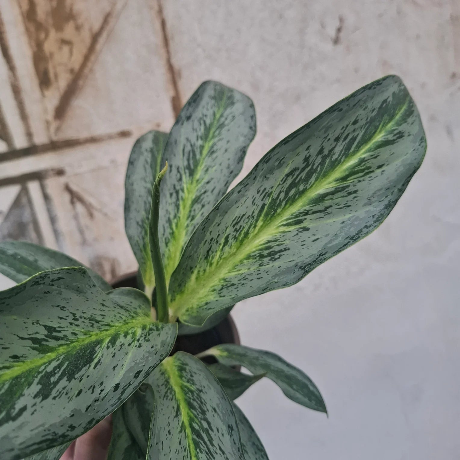 Aglaonema Emerald Stone