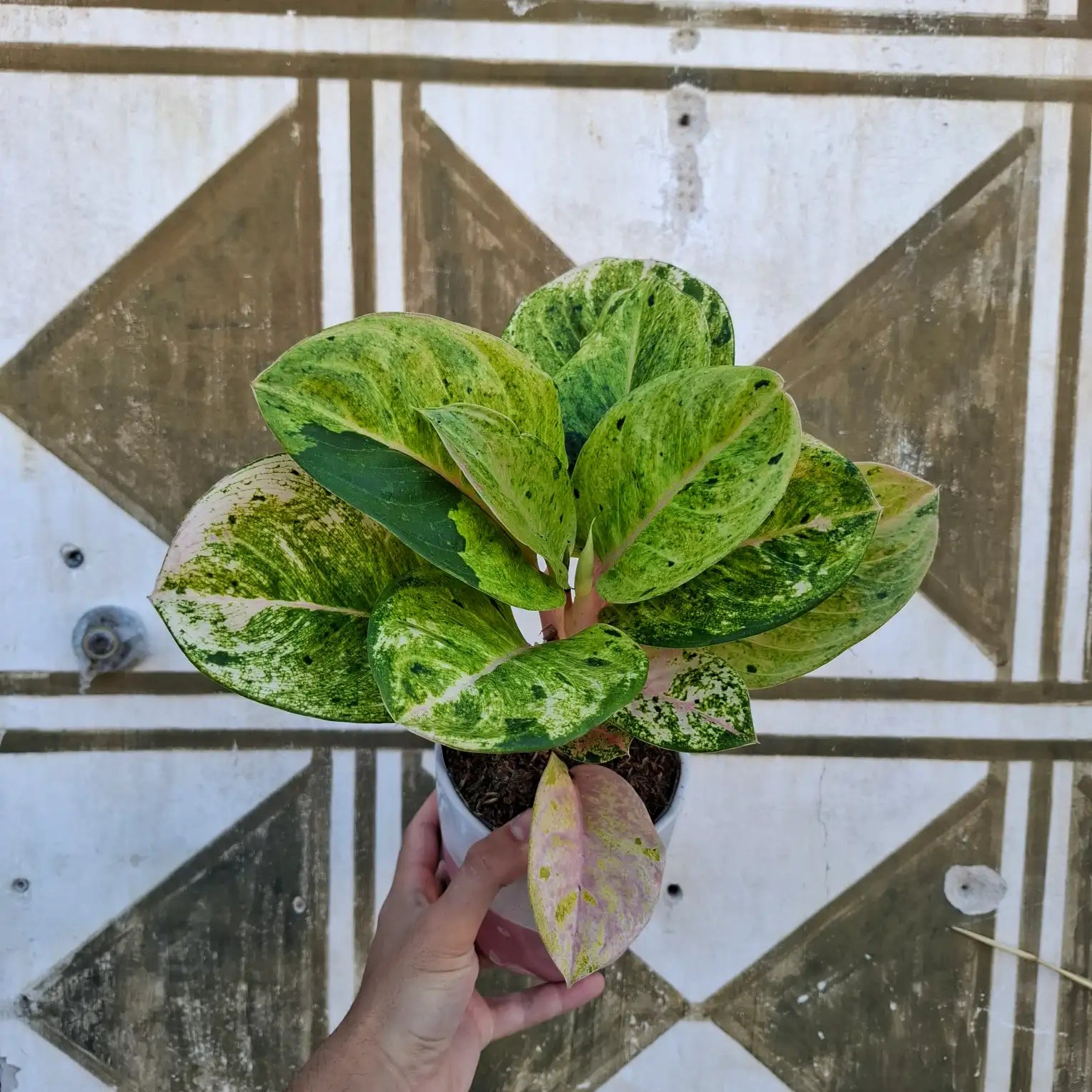 Aglaonema Apple Fantasy