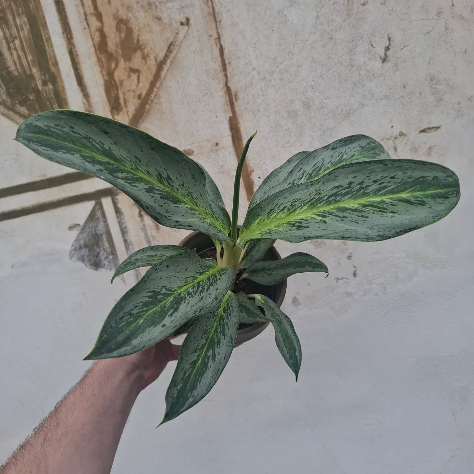 Aglaonema Emerald Stone