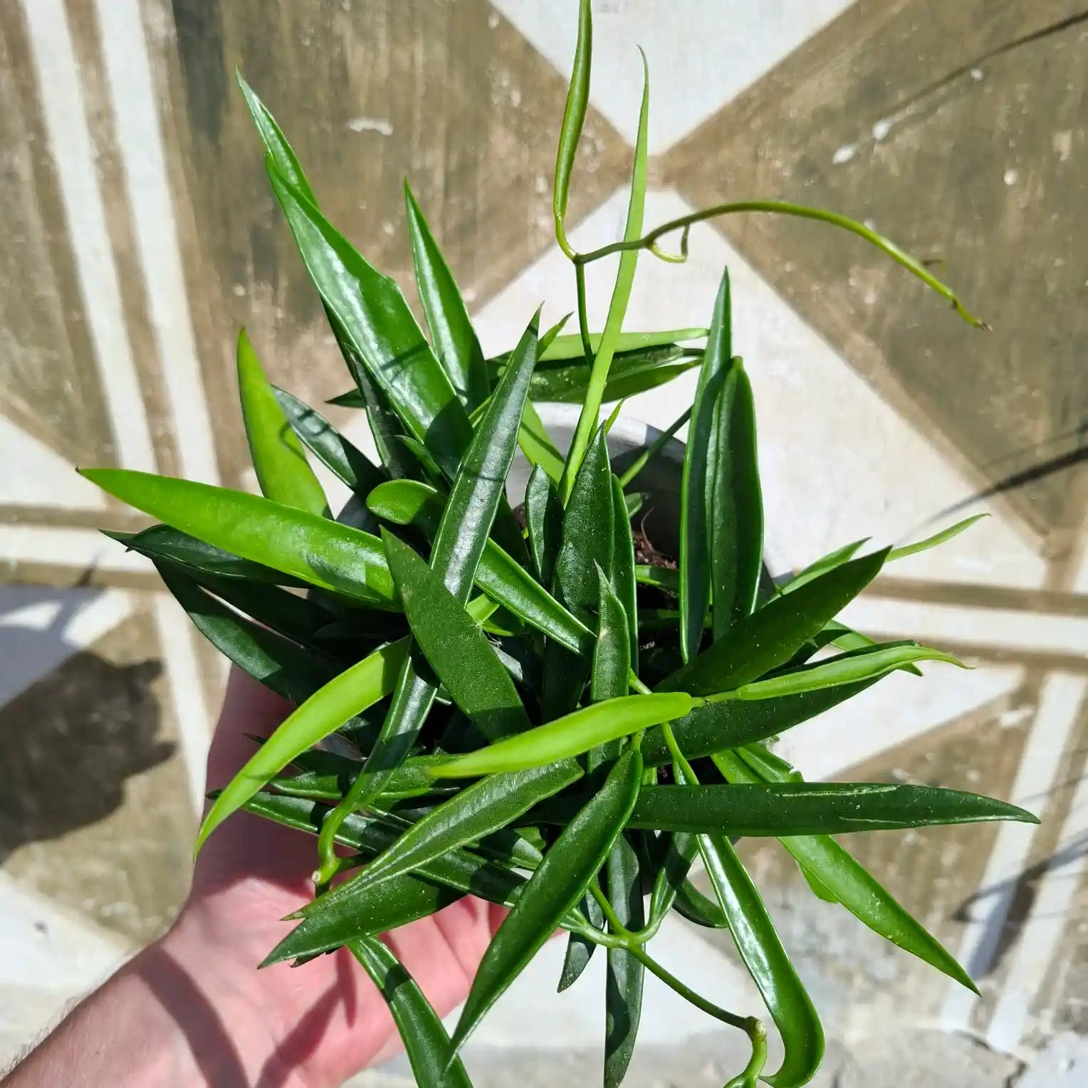 Hoya longifolia