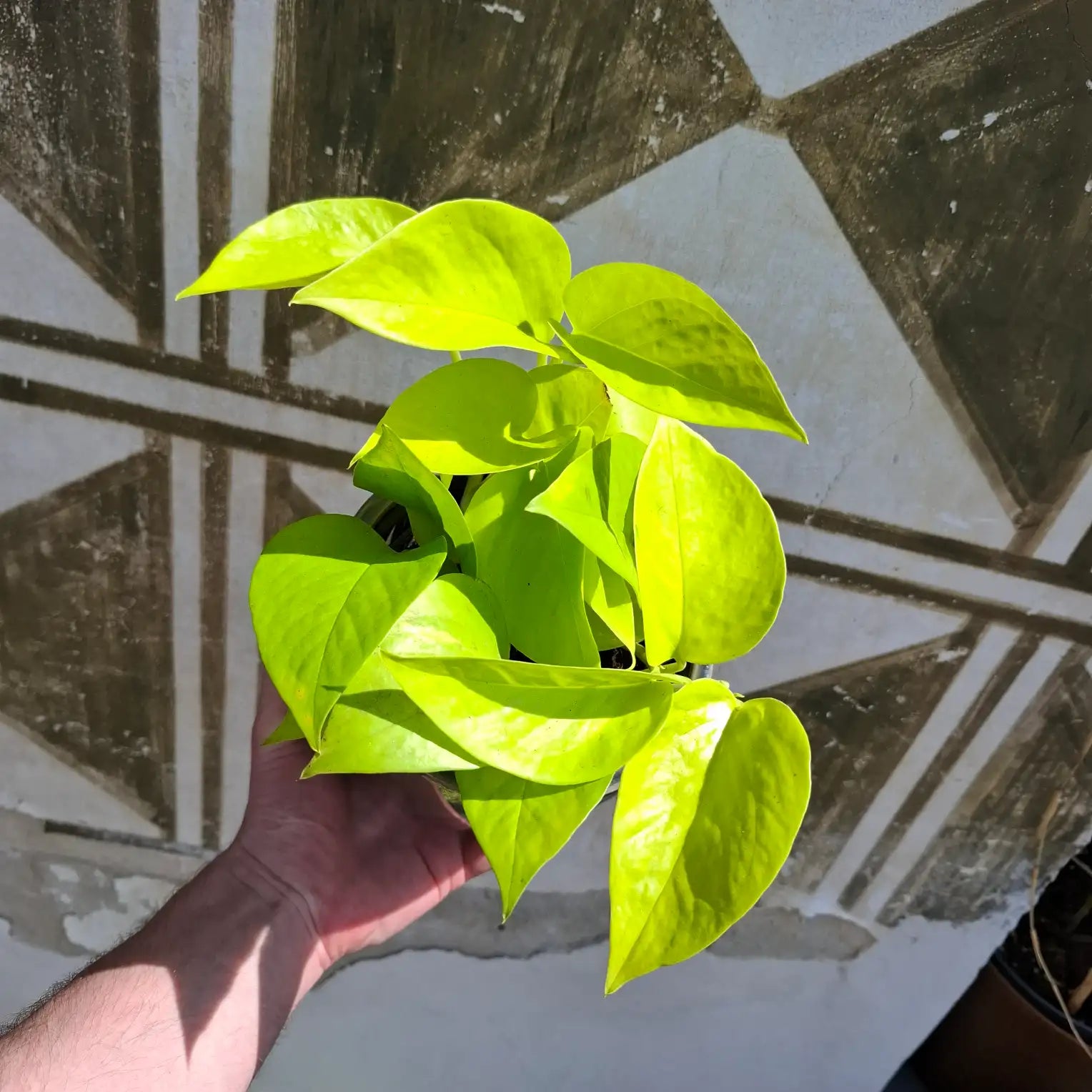 Epipremnum Neon "Golden Pothos"