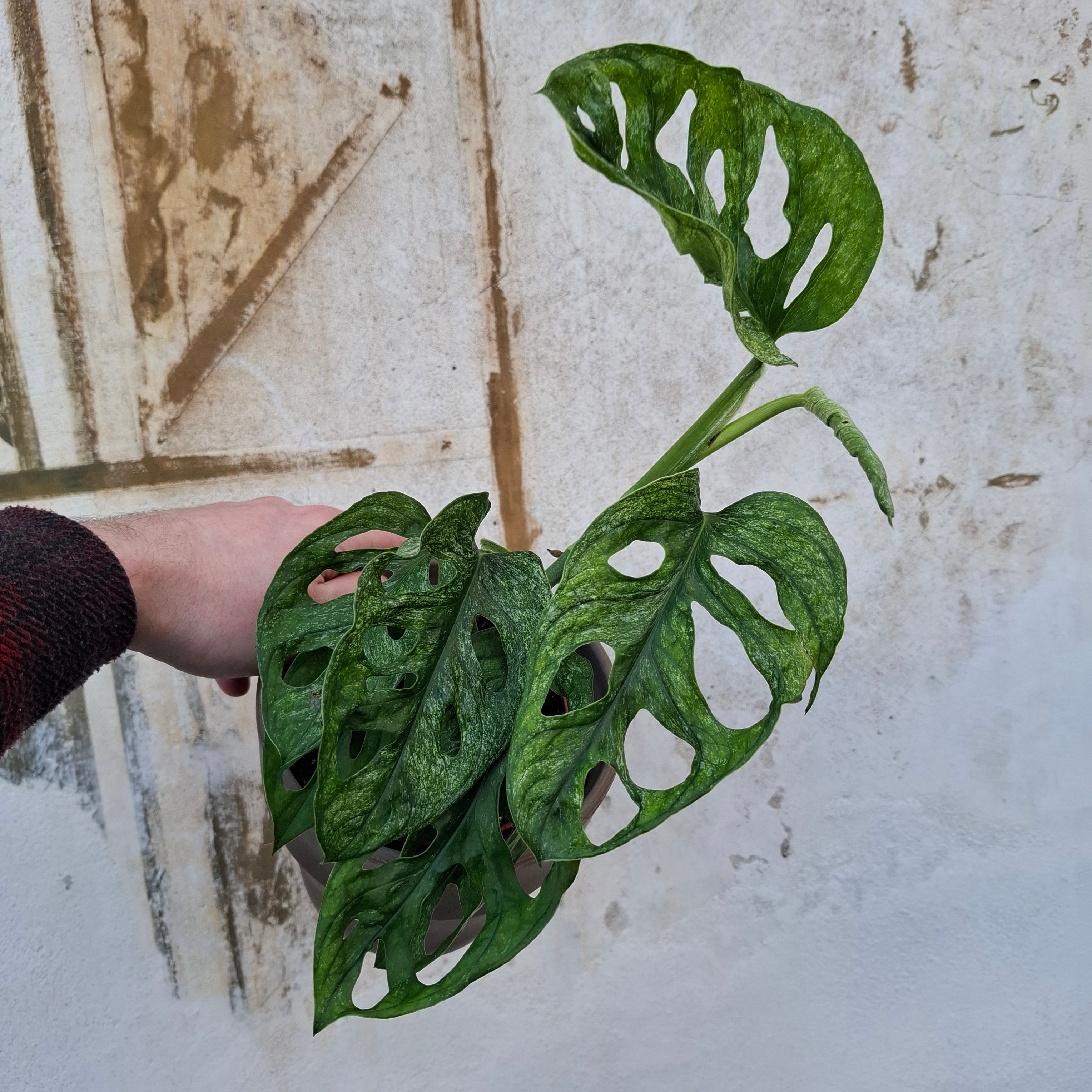 Monstera Adansoni Mint