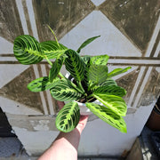 Maranta Leuconera 'Lemon Lime'