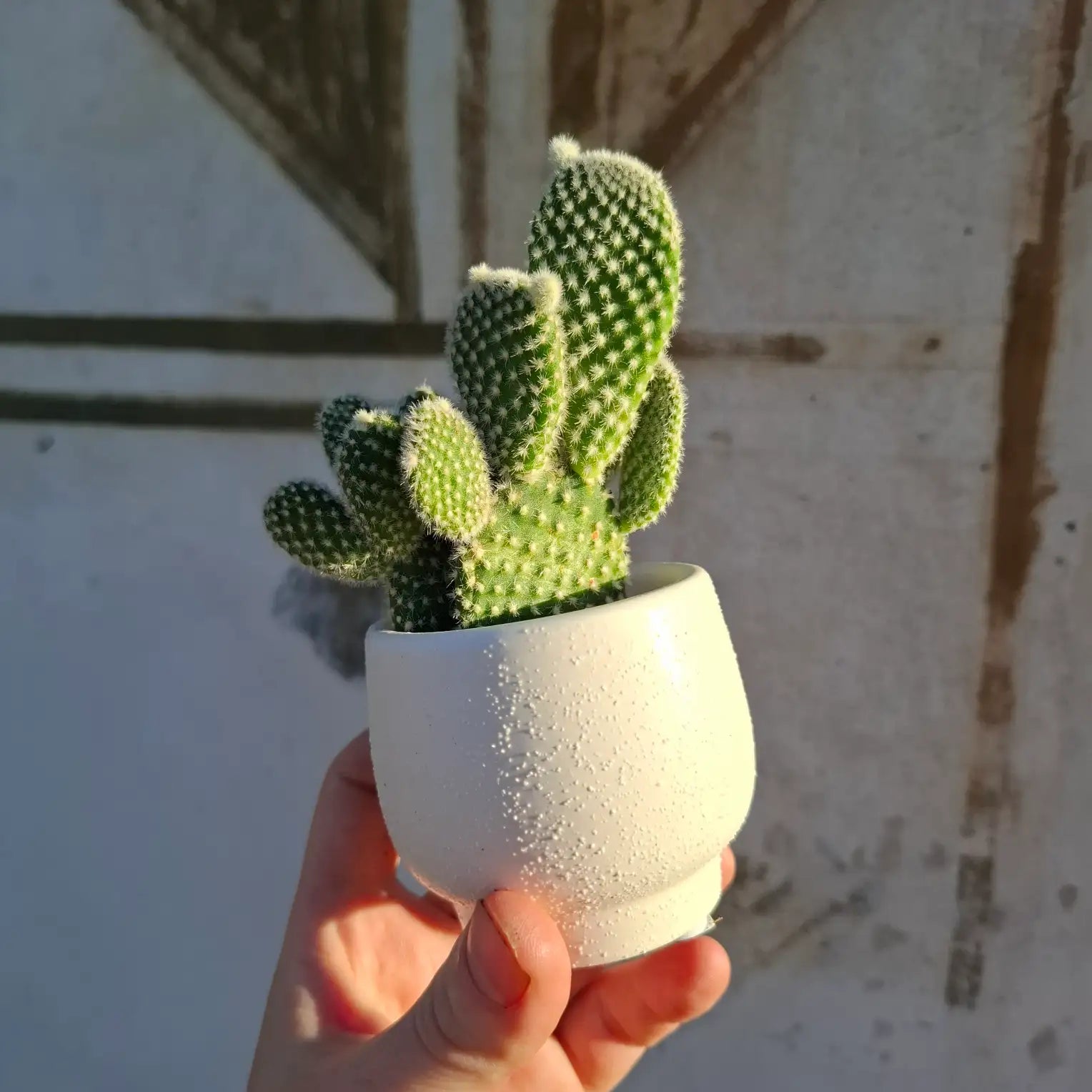 Opuntia microdasys var. albispina