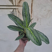 Aglaonema Emerald Stone
