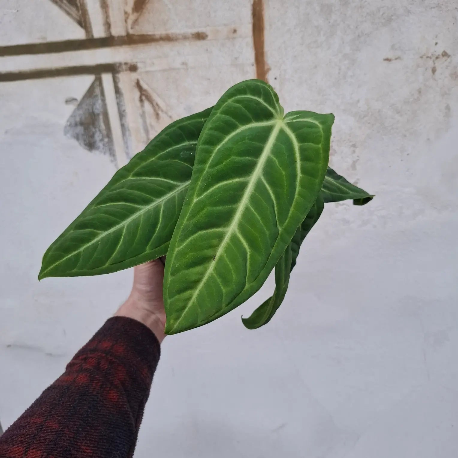 Anthurium villenaorum