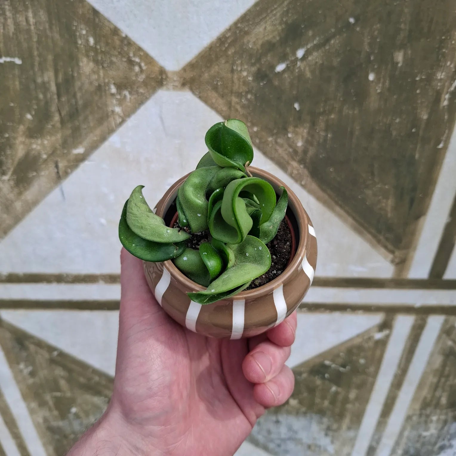 Baby Hoya Compacta "Hindu Rope"
