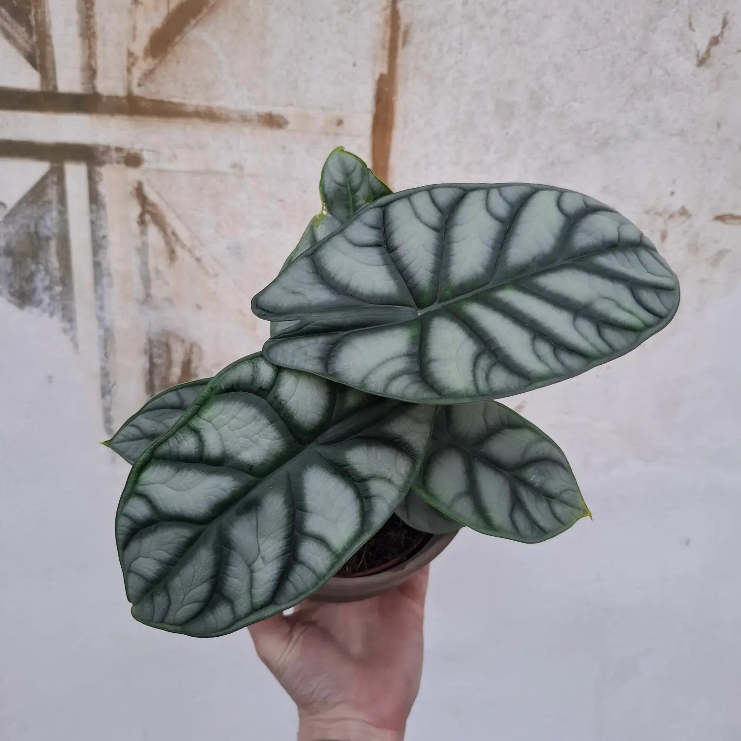 Alocasia Silver Dragon