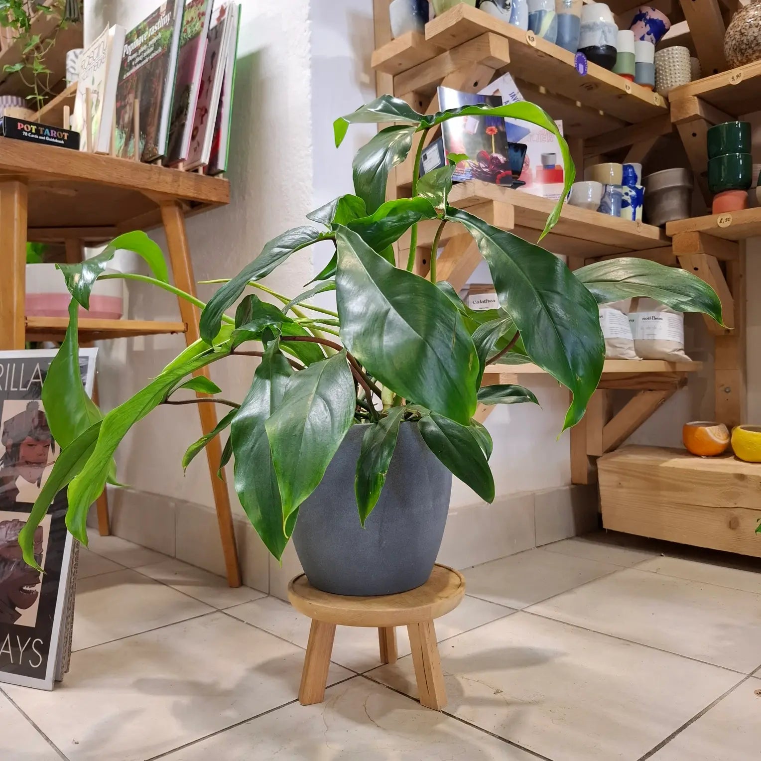 Philodendron Joepii