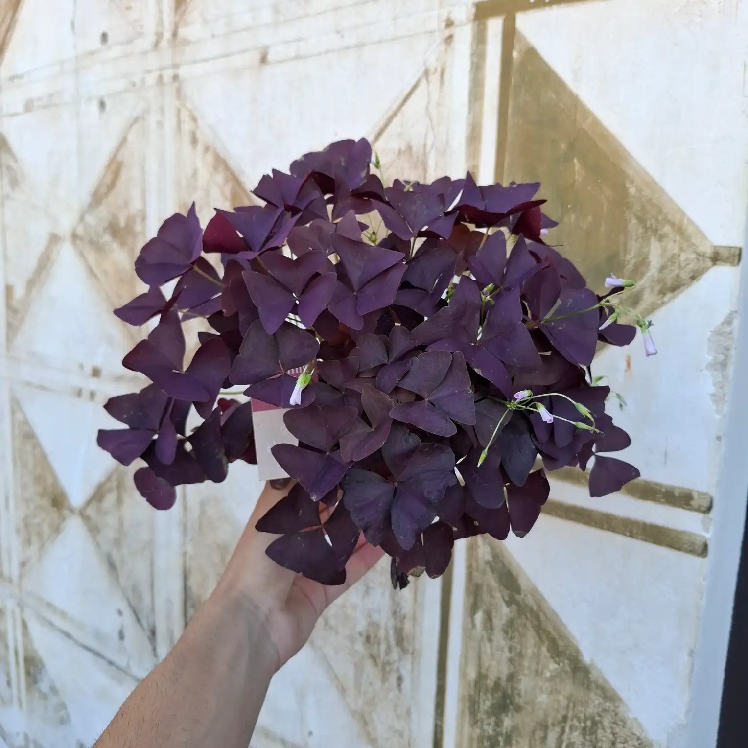 Oxalis Triangularis