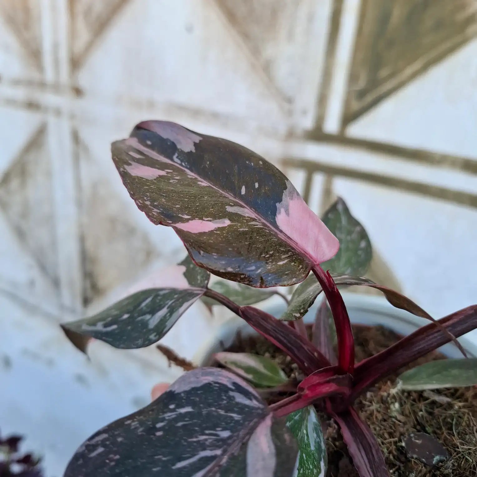 Philodendron Pink Princess Marble (Konkrétny kus)