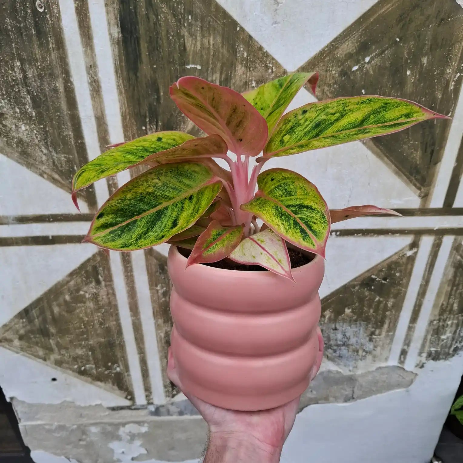 Aglaonema Salmon Fantasy