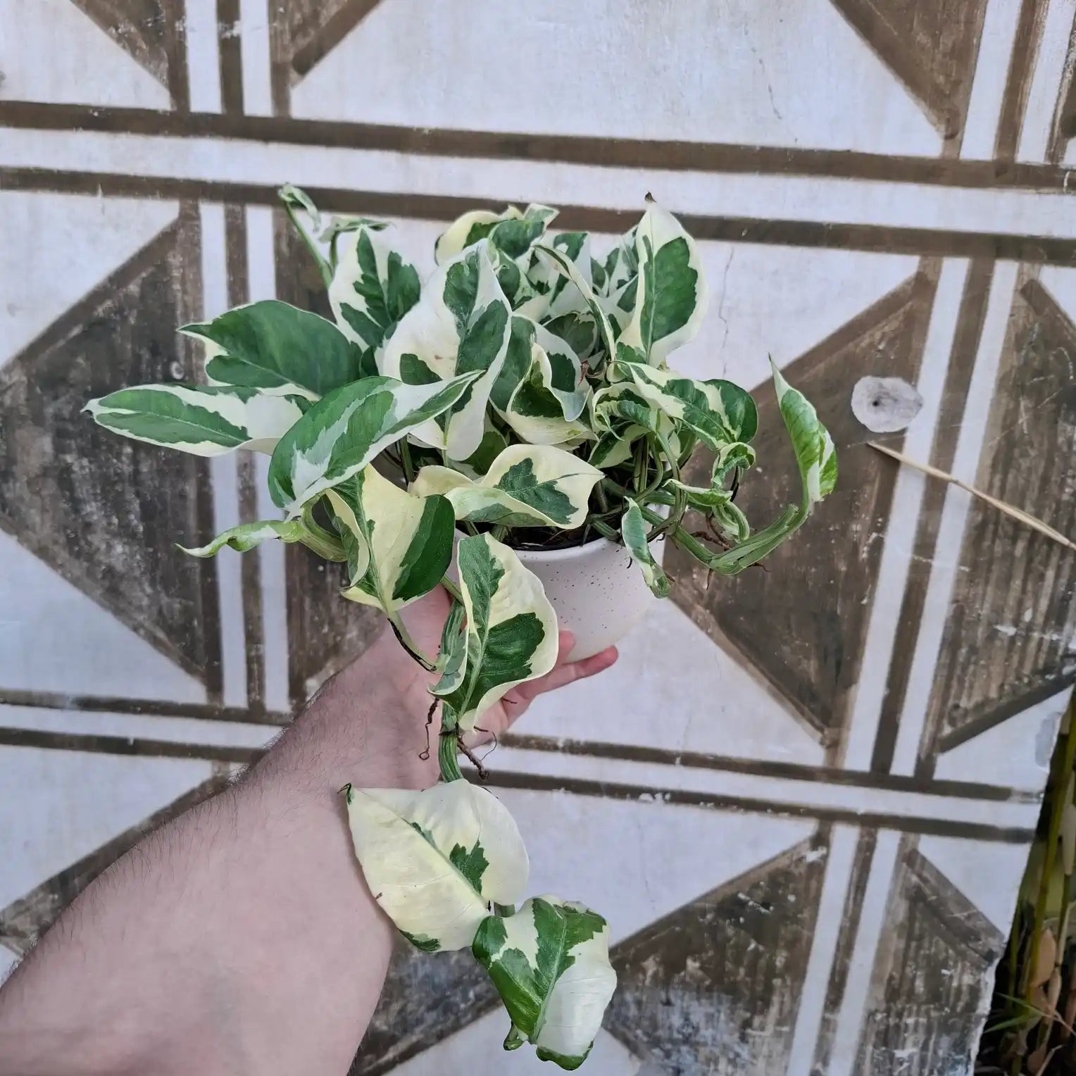 Epipremnum 'N'Joy'