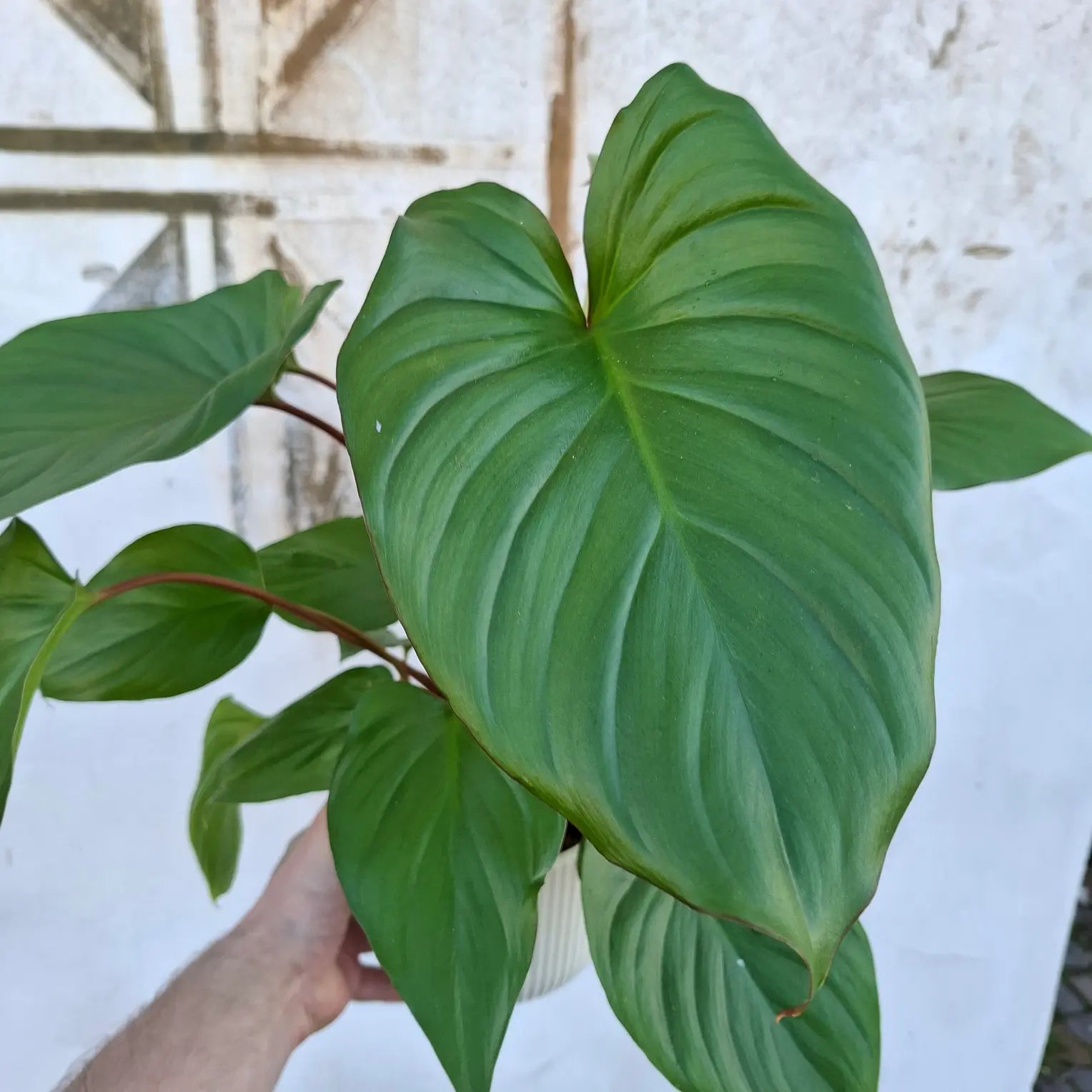 Homalomena rubescens 'Maggy'