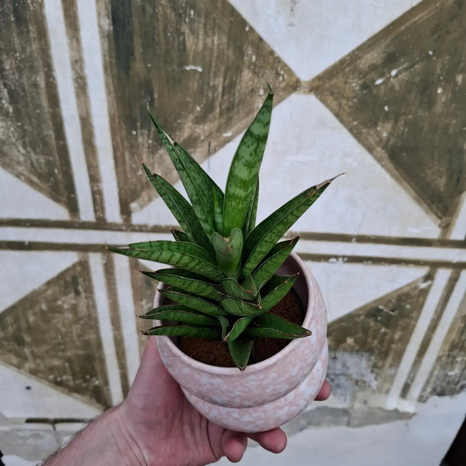 Sansevieria Francisii