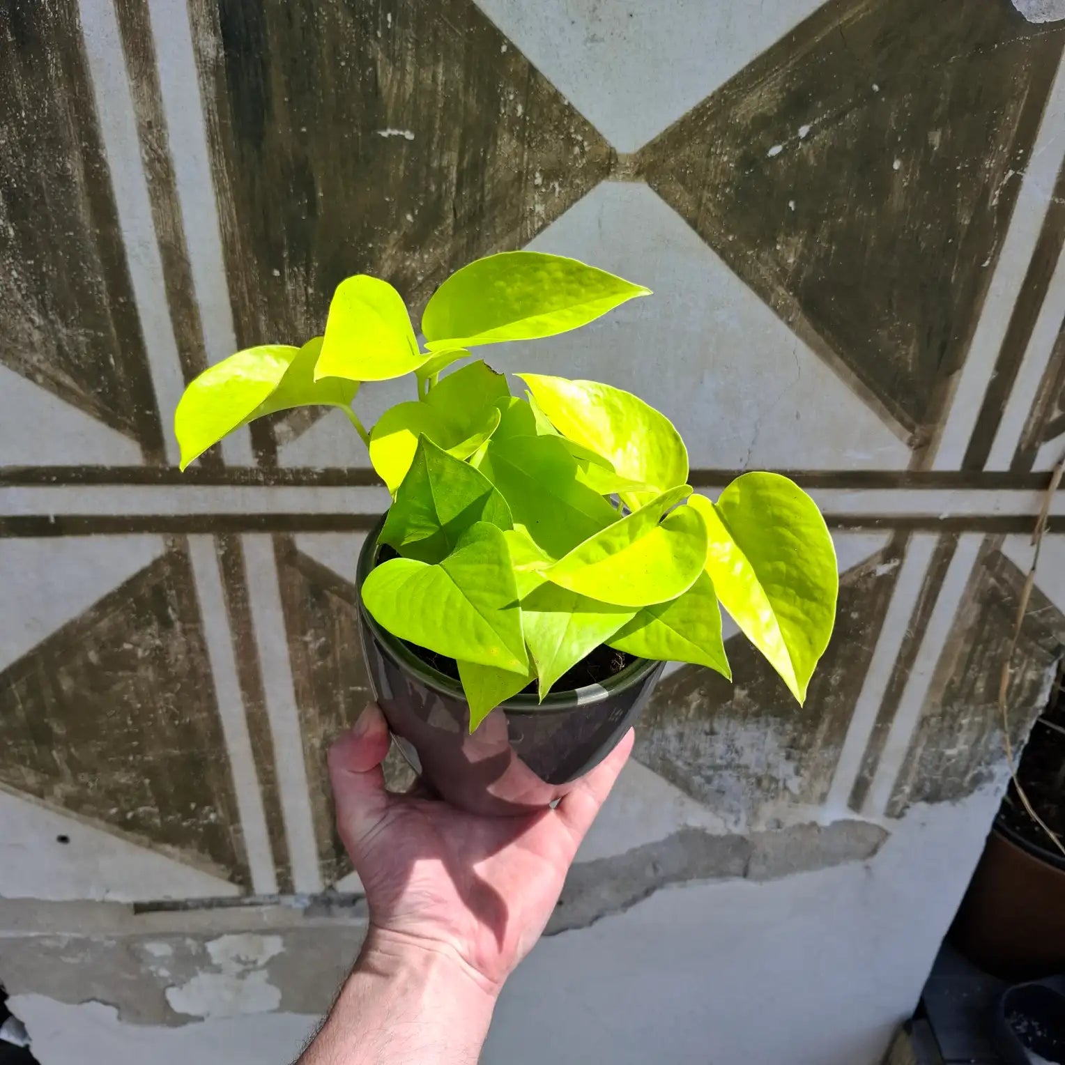 Epipremnum Neon "Golden Pothos"