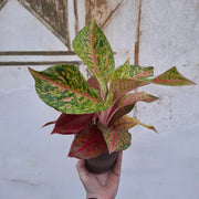 Aglaonema Painted Celebration