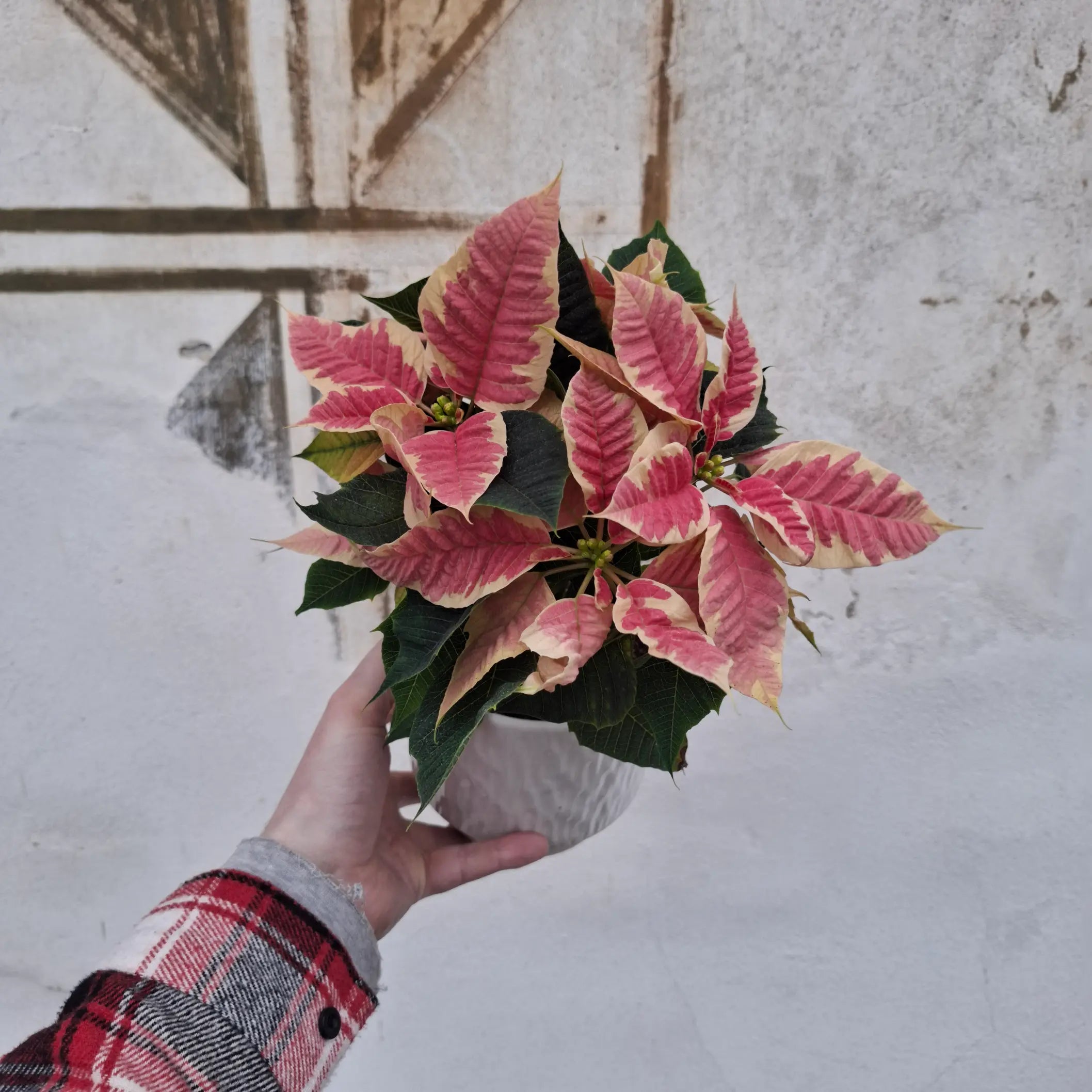 Poinsettia 'Beauty Marble' (Vianočná ruža)