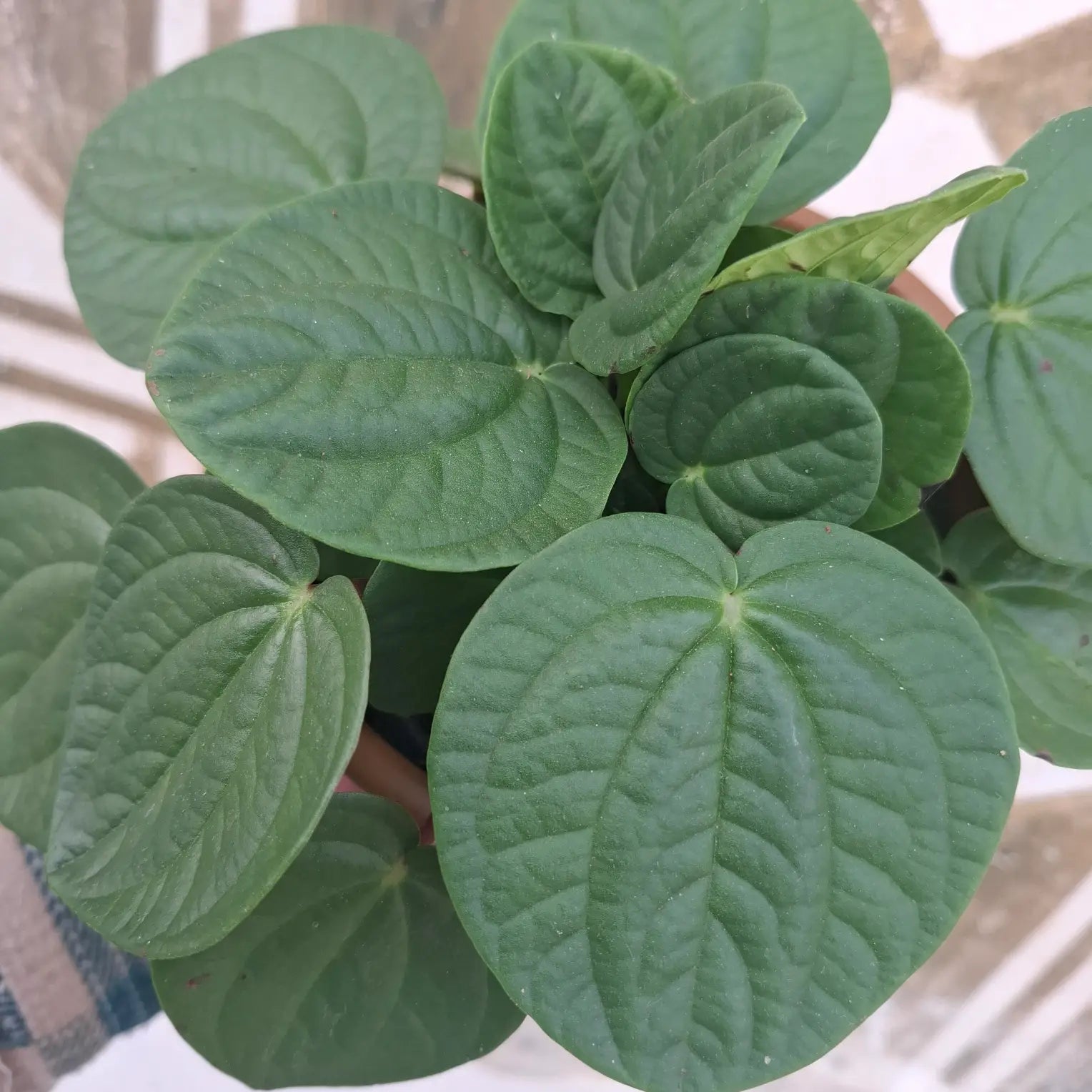 Peperomia Albovittata "Rana Verde"