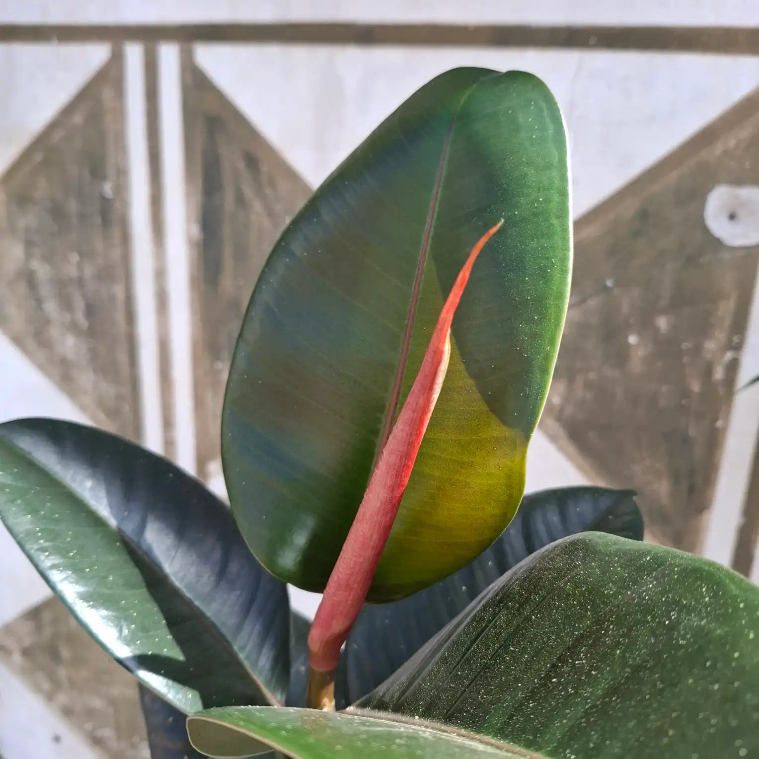 Ficus Elastica 'Robusta'