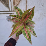 Aglaonema Legacy Pink