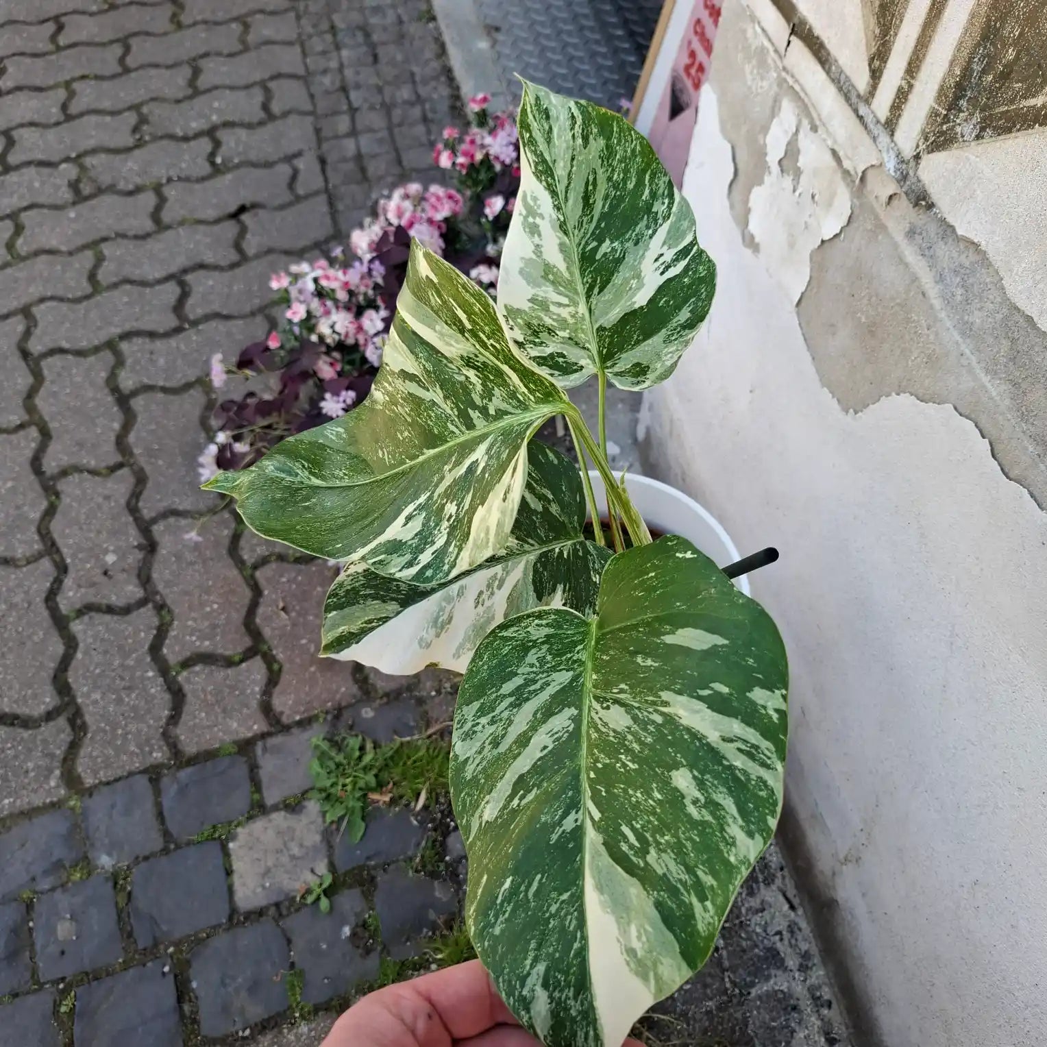 Monstera Deliciosa Albo Variegata (Konkrétny kus 5)