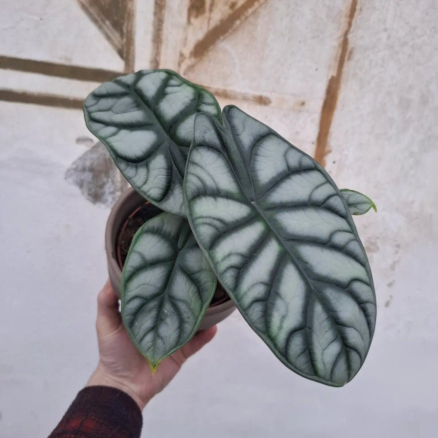 Alocasia Silver Dragon