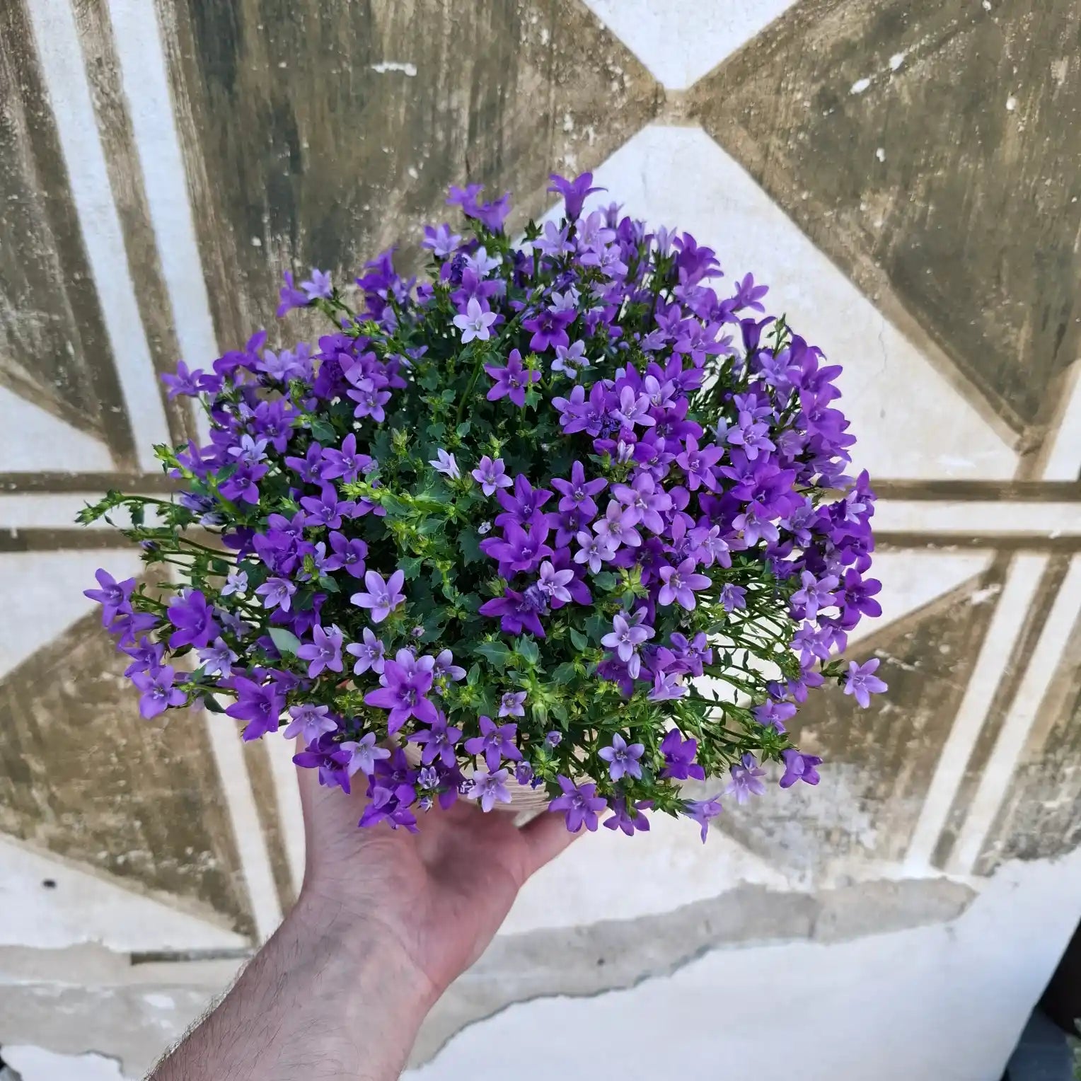 Campanula portenschlagiana "Blue One"