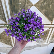 Campanula portenschlagiana "Blue One"