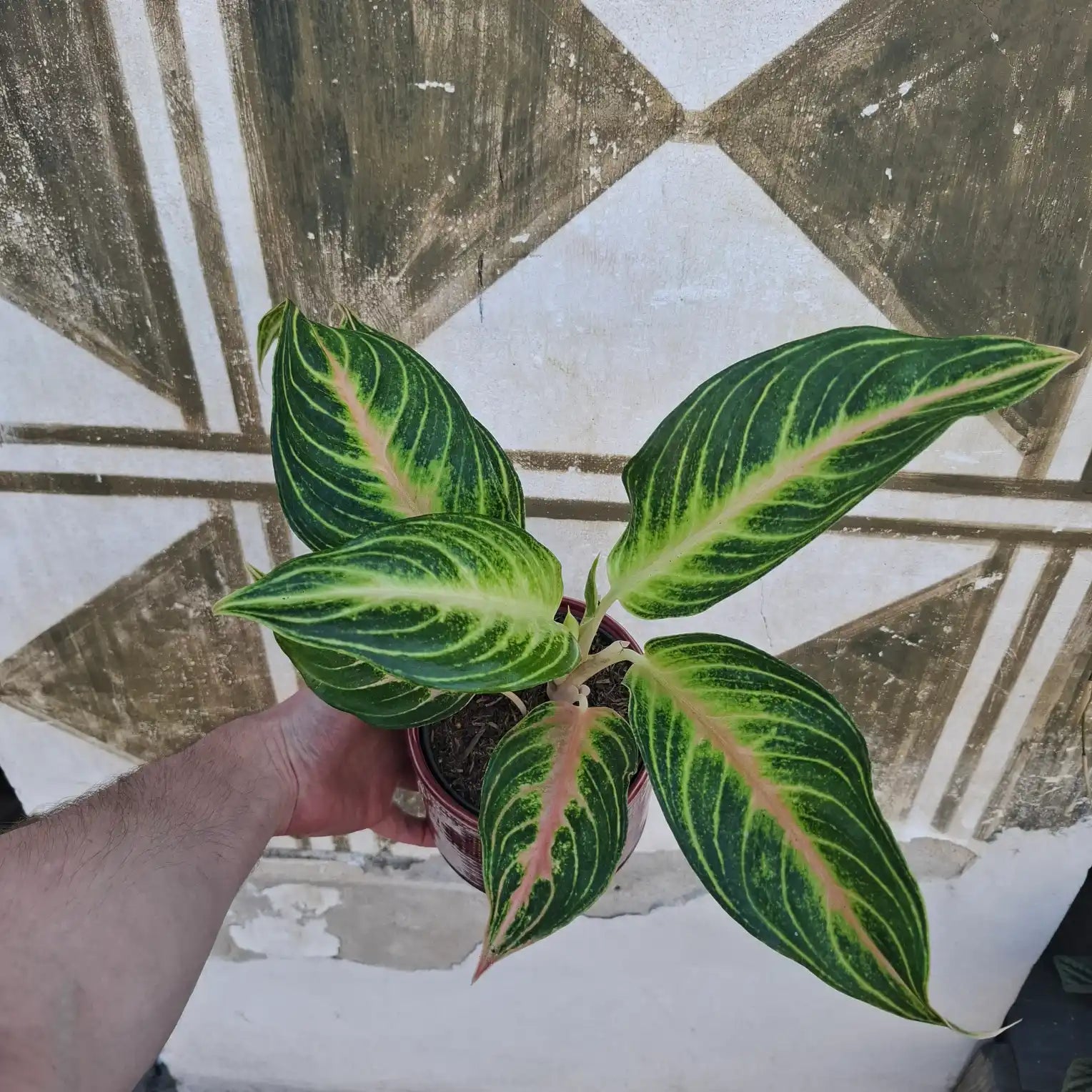 Aglaonema Eyecatcher