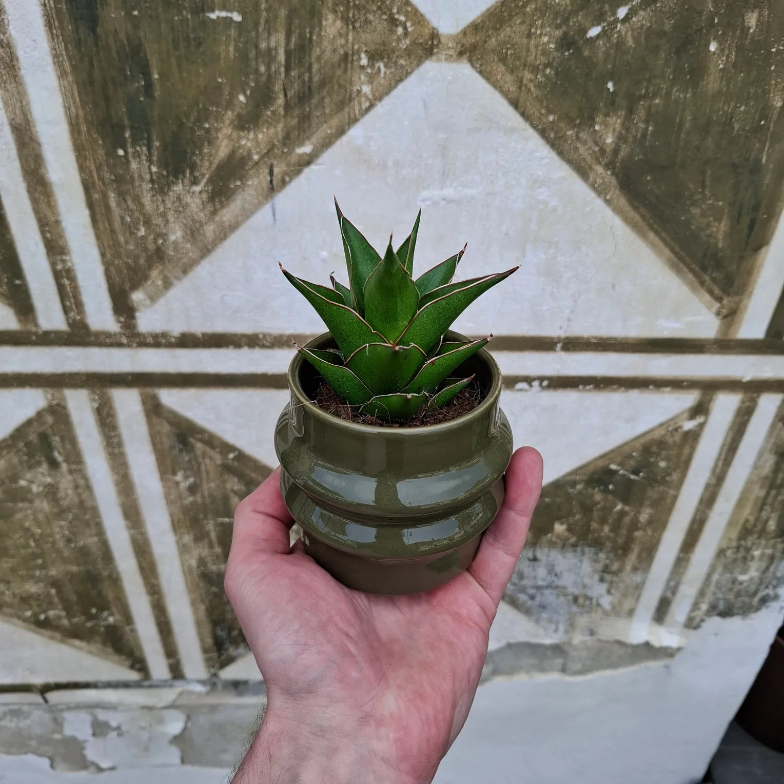 Baby Sansevieria Ehrenbergii "Samurai"