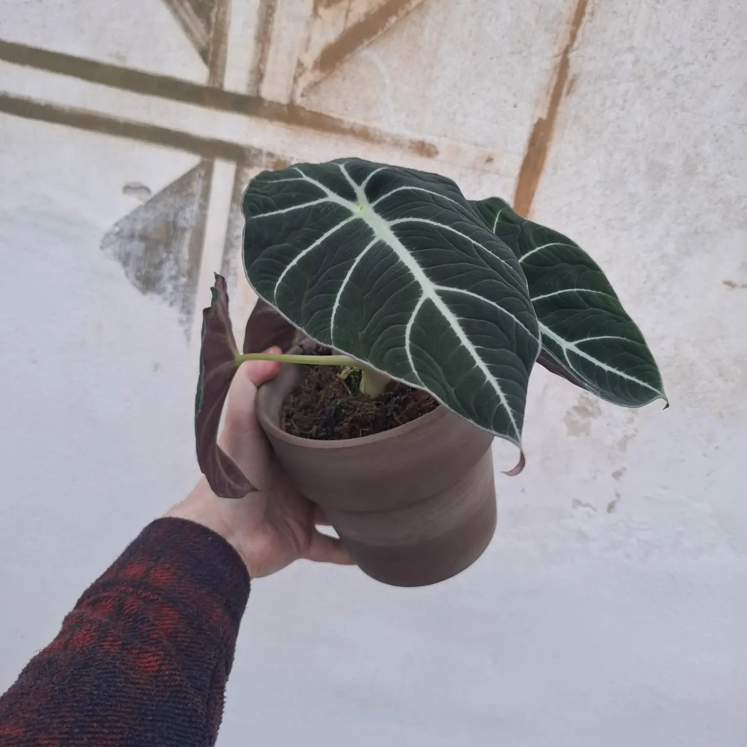 Alocasia reginula ‘Black Velvet’