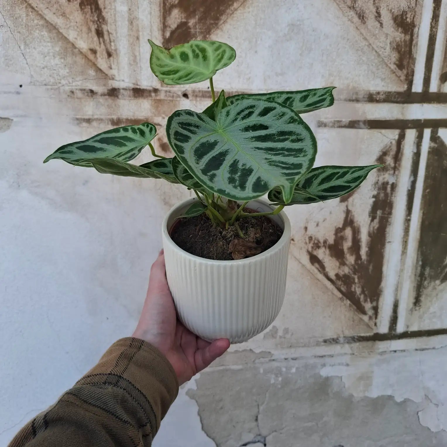 Anthurium Silver Blush