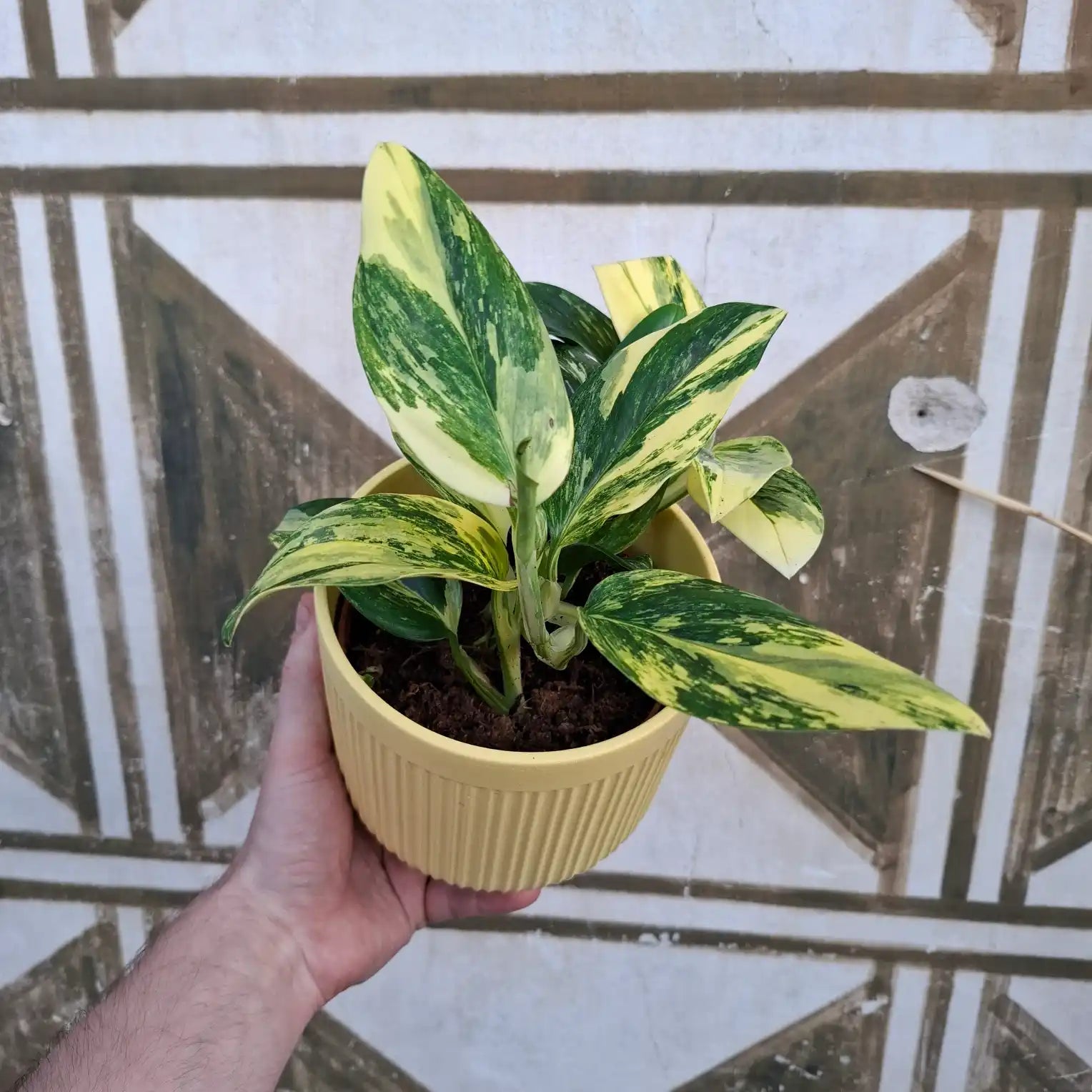 Monstera Standleyana Aurea