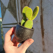 Opuntia microdasys var. pallida