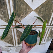 Philodendron Billietiae