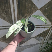 Rhaphidophora Puberula "Variegata"