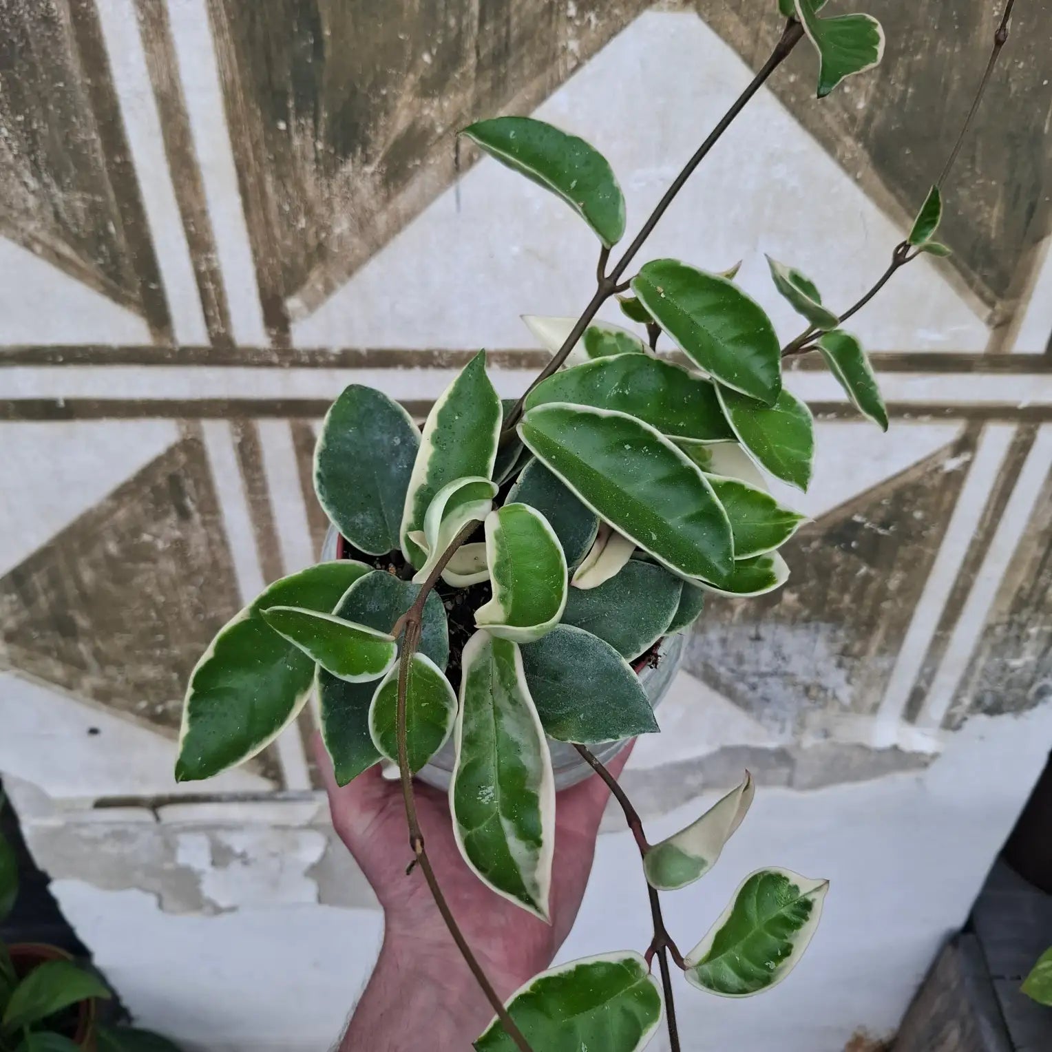 Hoya Crimson Queen