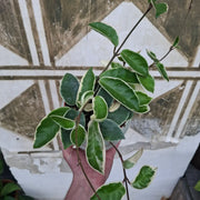 Hoya Crimson Queen