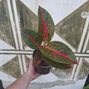 Aglaonema Red Peacock