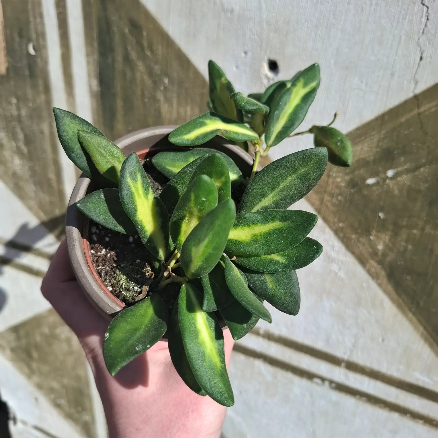 Hoya "DS 70"