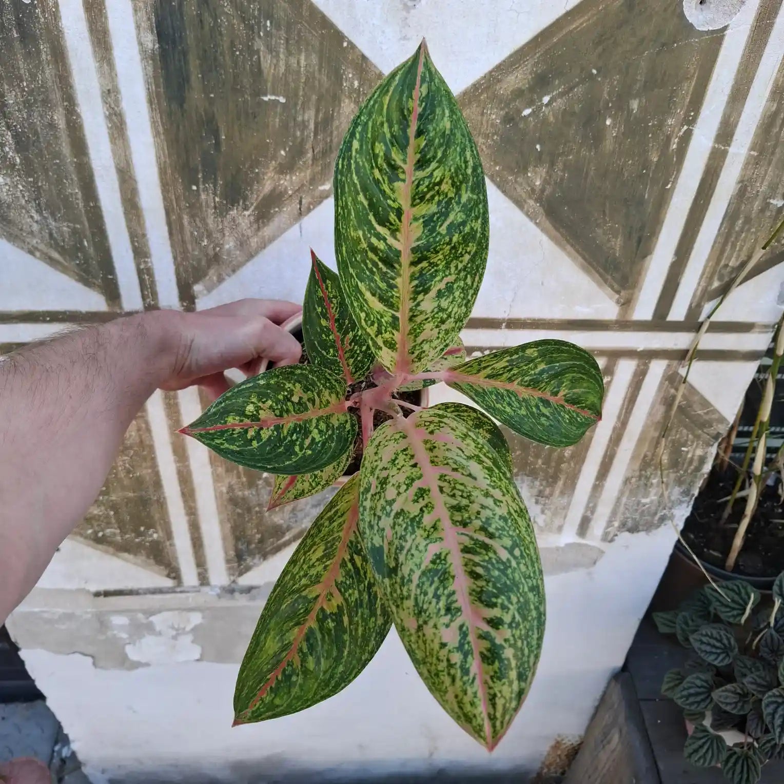 Aglaonema Forest Pink