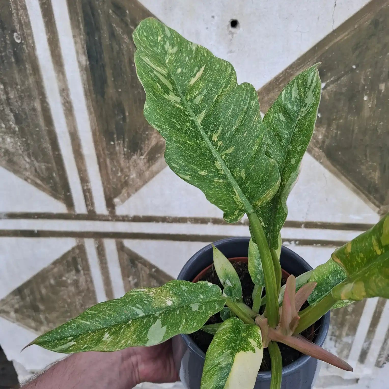 Philodendron Ring of Fire