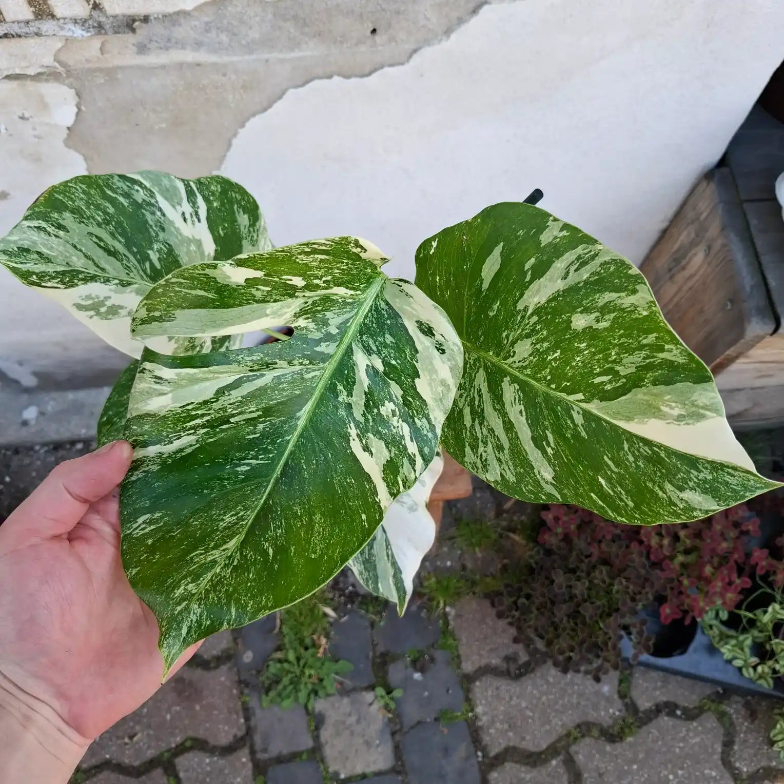 Monstera Deliciosa Albo Variegata (Konkrétny kus 5)